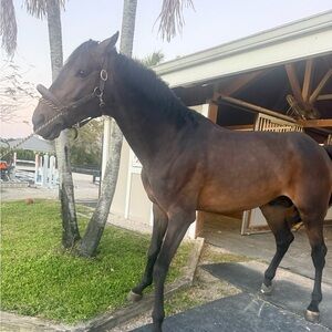 Meet your Posher, Pippa